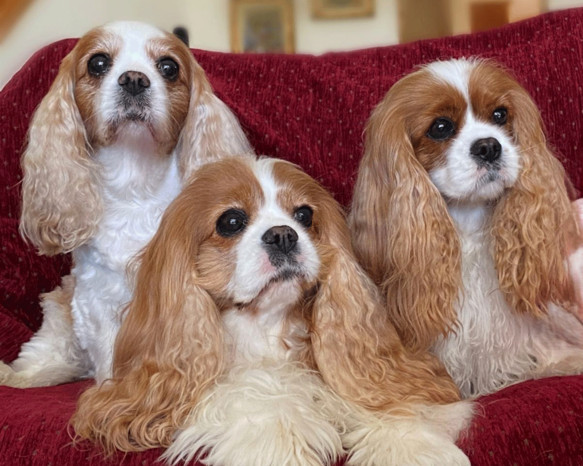 Κάβαλιερ Κινγκ Τσαρλς Σπάνιελ – Ο αριστοκρατικός σκύλος με τη χρυσή καρδιά