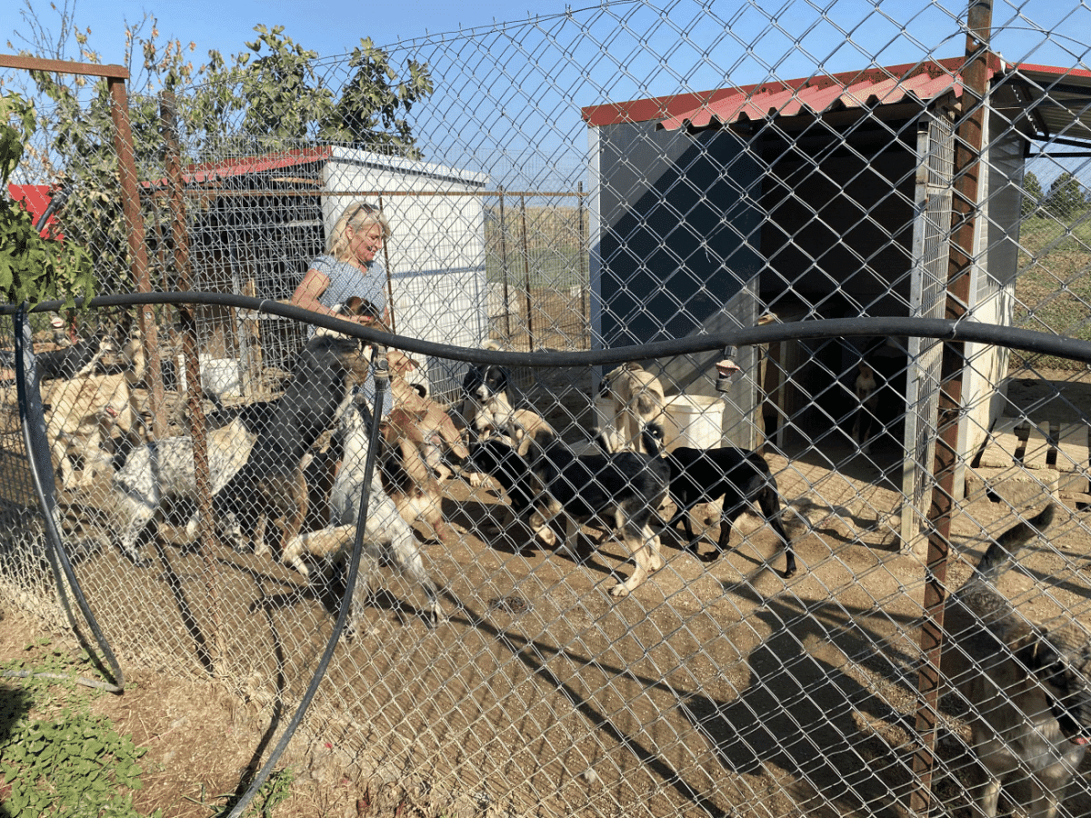 Οι εθελόντριες που φροντίζουν 100 σκυλάκια και 25 γατούλες – Τις στηρίζουμε