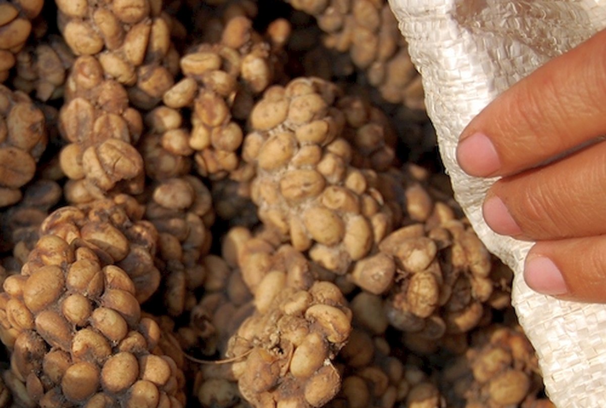 Οι μοσχογαλές αποβάλλουν τους μισοχωνεμένους κόκκους καφέ σε σβώλους (Wibowo Djatmiko / CC BY-SA 3.0)