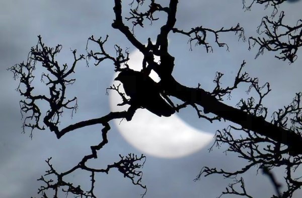 Στη διάρκεια ηλιακών εκλείψεων, κάποια πουλιά κελαηδούν σαν να ξημέρωσε