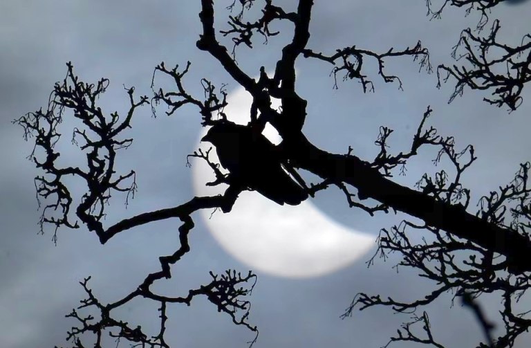 Στη διάρκεια ηλιακών εκλείψεων, κάποια πουλιά κελαηδούν σαν να ξημέρωσε