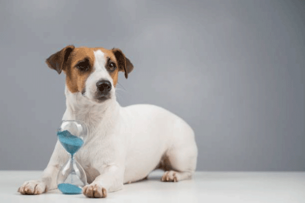 Μήπως ο σκύλος σας από την Κυριακή έχει αλλάξει συμπεριφορά; – Η αιτία