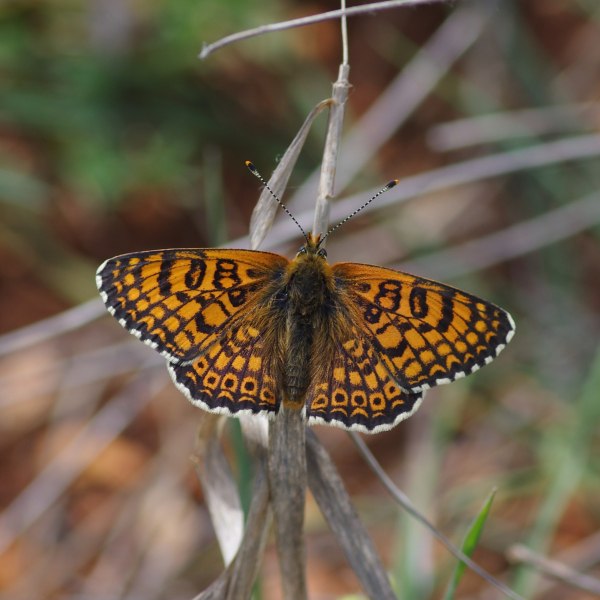 Ιωάννινα: Εντυπωσιακό – Έχουν τον ίδιο αριθμό ειδών πεταλούδας με ολόκληρο το Ηνωμένο Βασίλειο
