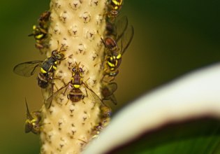 Νέα ξενικά είδη ζώων και εντόμων στην Ελλάδα
