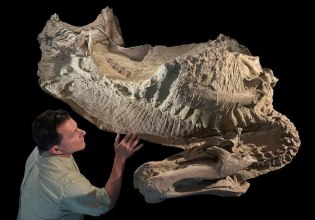 Μοναδικά απολιθώματα αποκαλύπτουν ότι κάποιοι δεινόσαυροι είχαν οπλές