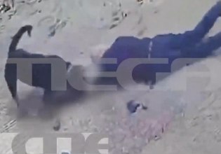 Σκύλος επιτέθηκε άγρια σε άνδρα στη Μεσσηνία – Αστυνομικός σκότωσε το ζώο – Σκληρές εικόνες