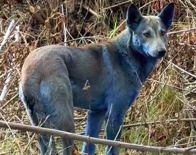 Το μυστήριο των μπλε σκύλων που εμφανίστηκαν στην περιοχή της πυρηνικής καταστροφής του Τσερνόμπιλ