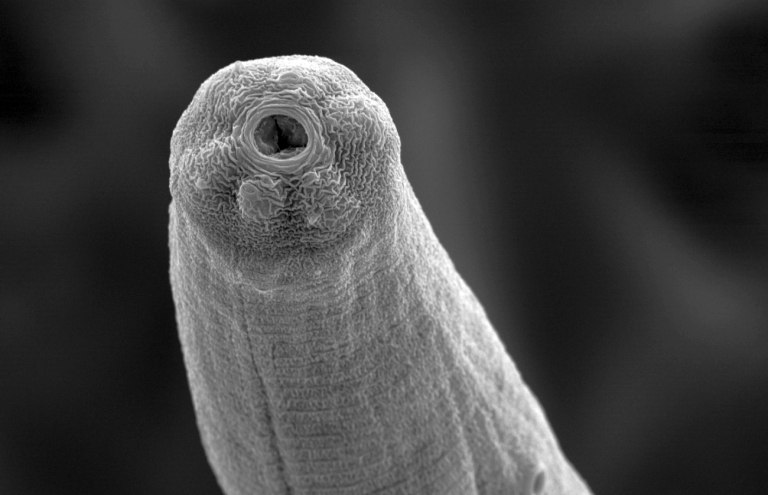 Βίντεο: Παράσιτο εκμεταλλεύεται τον στατικό ηλεκτρισμό για να πηδά στα θύματά του σαν πύραυλος