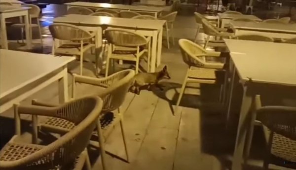 Τι δουλειά είχε η αλεπού… στην Ραφήνα; – Μικρό τραυματισμένο αλεπουδάκι έψαχνε τροφή [βίντεο]