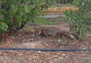Χτυπημένη αρσενική αλεπού διασώθηκε από την ΑΝΙΜΑ στο Γαλάτσι