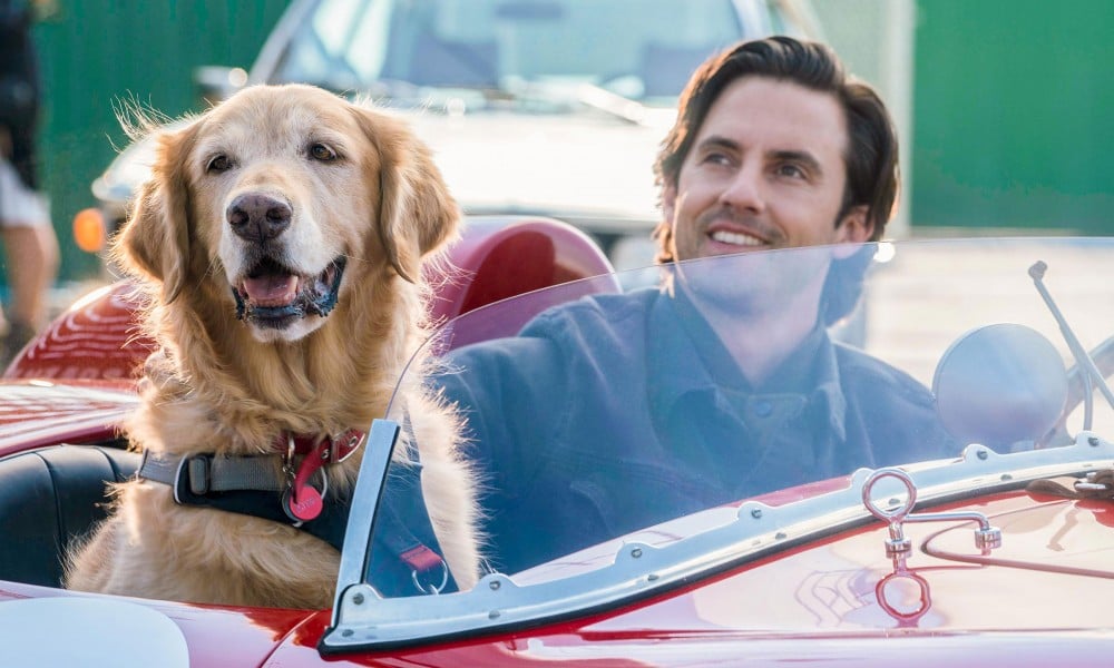 Γιατί τα ζώα-ηθοποιοί του Χόλιγουντ δεν μπορούν να βρουν δουλειά πλέον;