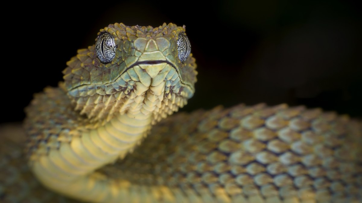 Επόμενος στόχος των ερευνητών είναι να αναπτύξουν αντίδοτο για τις κόμπρες 