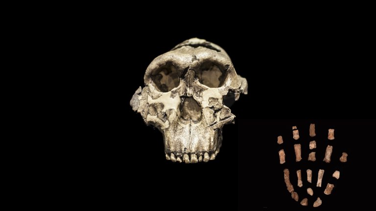 Το χέρι ενός μακρινού συγγενή του ανθρώπου άλλαξε όλα όσα ξέραμε