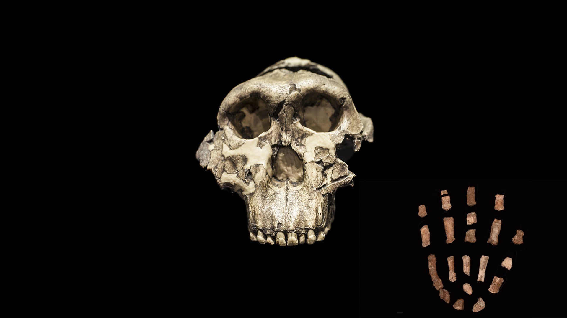 Το χέρι ενός μακρινού συγγενή του ανθρώπου άλλαξε όλα όσα ξέραμε