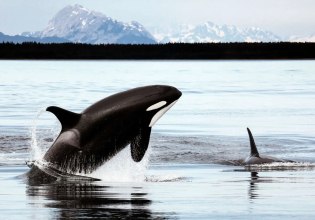 Πώς τα υποβρύχια καλώδια οπτικών ινών θα μπορούσαν να σώσουν τις όρκες