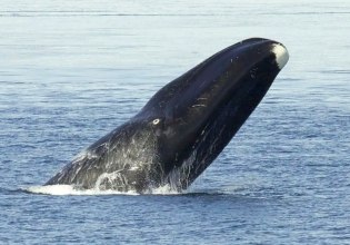 Πρωτεΐνη από φάλαινες των 200 ετών υπόσχεται μακροζωία