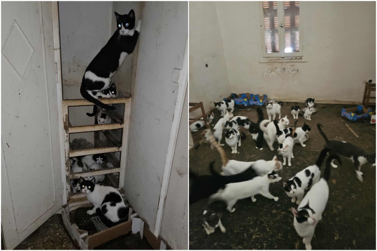 Πάτρα: Κλεισμένες σε παντελώς ακατάλληλο χώρο 28 γάτες – Με ελάχιστο νερό και τροφή, έκκληση για υιοθεσίες