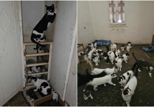 Πάτρα: Κλεισμένες σε παντελώς ακατάλληλο χώρο 28 γάτες – Με ελάχιστο νερό και τροφή, έκκληση για υιοθεσίες