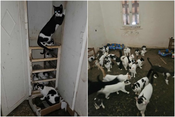Πάτρα: Κλεισμένες σε παντελώς ακατάλληλο χώρο 28 γάτες – Με ελάχιστο νερό και τροφή, έκκληση για υιοθεσίες