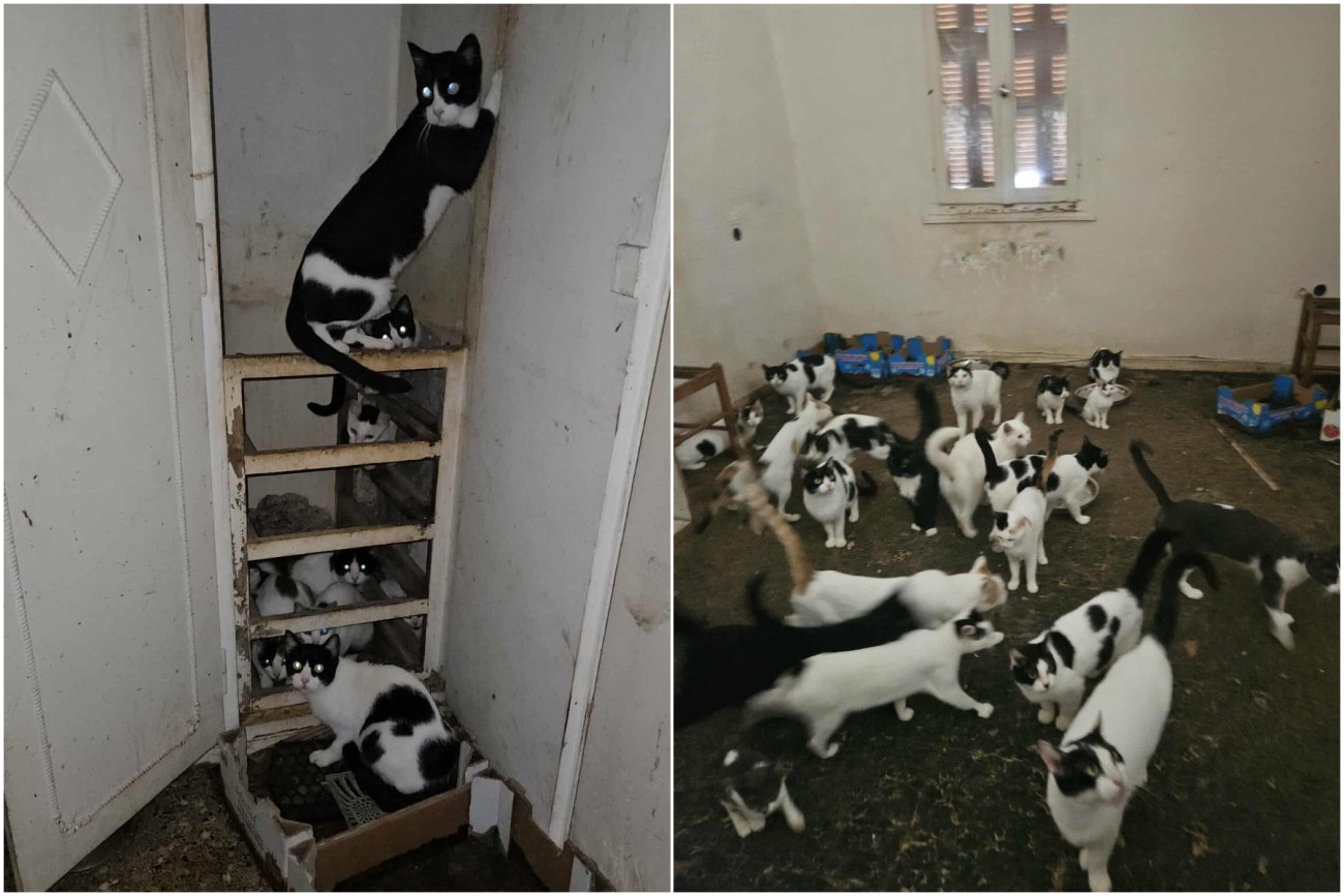 Πάτρα: Κλεισμένες σε παντελώς ακατάλληλο χώρο 28 γάτες – Με ελάχιστο νερό και τροφή, έκκληση για υιοθεσίες