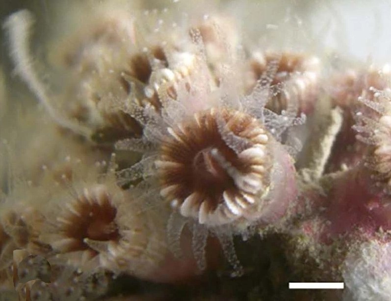 Ζωντανοί πολύποδες του σκληρού κοραλλιού Polycyathus muellerae (Giuseppe Corriero et al. 2025)