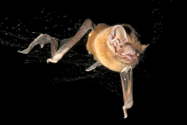 Νυχτερίδες βρέθηκαν για πρώτη φορά να πιάνουν πουλιά στον αέρα – Και να τα τρώνε εν πτήσει