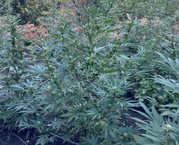 Εντοπίστηκε φυτεία δενδρυλλίων κάνναβης στο Ρέθυμνο