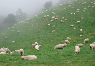 Σε απόγνωση οι κτηνοτρόφοι με την ευλογιά των προβάτων – Πιέσεις στις τιμές της φέτας