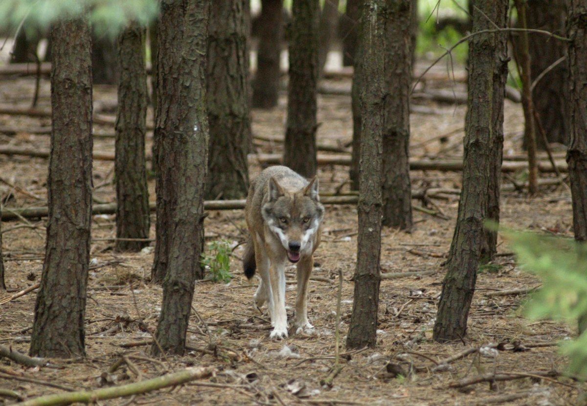 Υβρίδιο λύκου – σκύλου στη Χαλκιδική – Το πρώτο που εντοπίζεται στην Ελλάδα