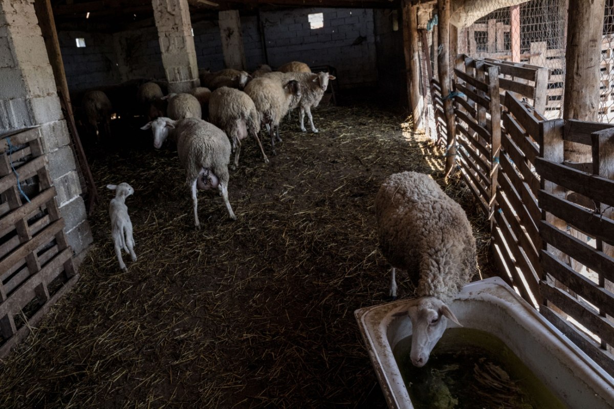 720 πρόβατα από δύο περιζήτητες και σπάνιες ελληνικές φυλές θανατώνονται σε εποπτευόμενο φορέα του ΥΠΑΑΤ
