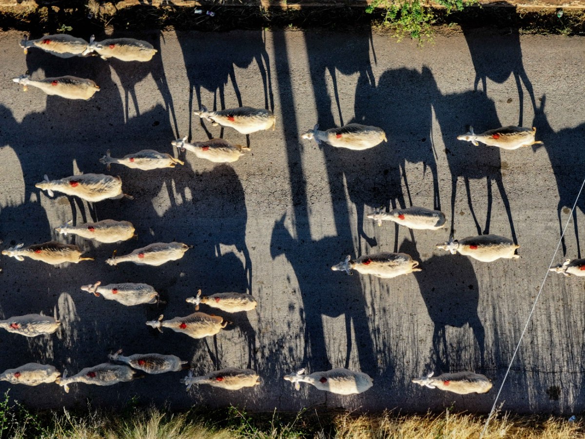 Κρήτη: Καταγγελία για προπηλακισμό σε κλιμάκιο του ΟΠΕΚΕΠΕ – «Ο έλεγχος προκάλεσε χάος» λέει ο κτηνοτρόφος
