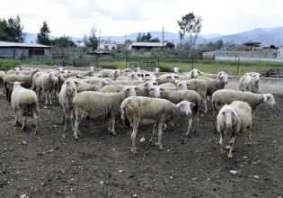 Διοικητική εξέταση για τα κρούσματα ευλογιάς στο Ινστιτούτο του ΕΛΓΟ- ΔΗΜΗΤΡΑ: «Αθωράκιστο το ινστιτούτο»