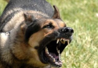 Αγέλη αδέσποτων σκυλιών επιτέθηκε σε 14χρονη στη Θεσσαλονίκη – Τι είπε η μητέρα της