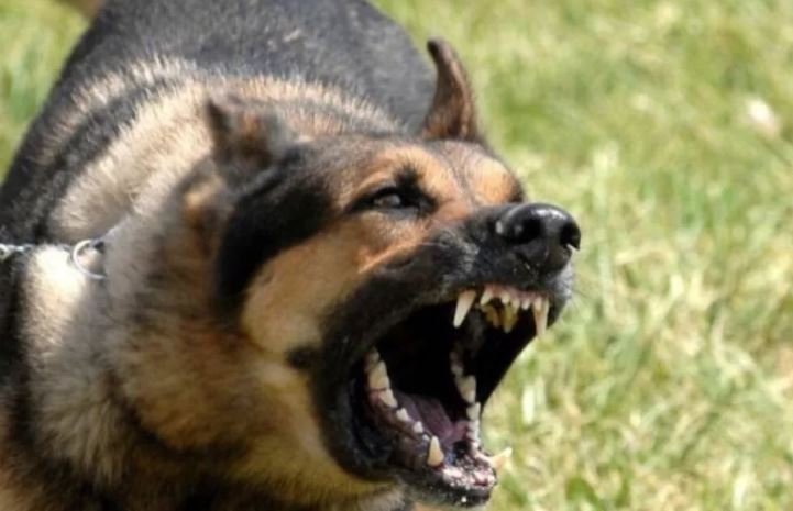 Αγέλη αδέσποτων σκυλιών επιτέθηκε σε 14χρονη στη Θεσσαλονίκη – Τι είπε η μητέρα της