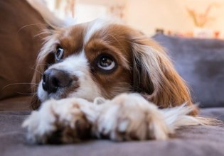 Βόλος: Ποινή φυλάκισης σε άντρα που χτυπούσε τον σκύλο του