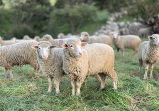 Νεκρά ζώα εντοπίστηκαν στον Ίασμο Ροδόπης – Φόβος για την πιθανότητα ζωονόσων