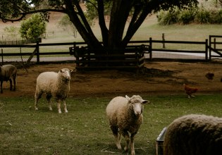 Ευλογιά προβάτων: Σε απόγνωση οι κτηνοτρόφοι υπό τον φόβο lockdown λόγω της ευλογιάς των αιγοπροβάτων