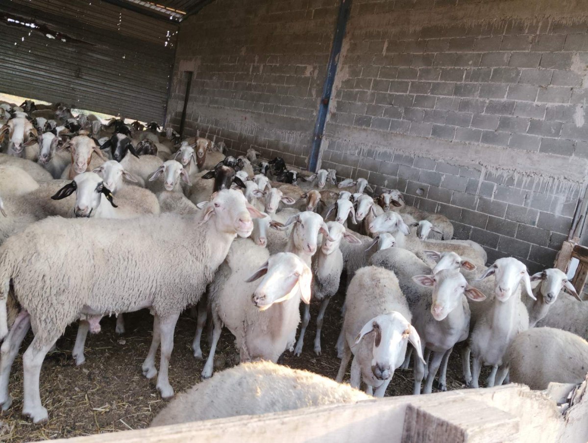 Ευλογιά προβάτων: Μία ανάσα πριν το lockdown – «Κανείς δεν ξέρει να μας πει πότε θα σταματήσει όλο αυτό και με ποιον τρόπο»