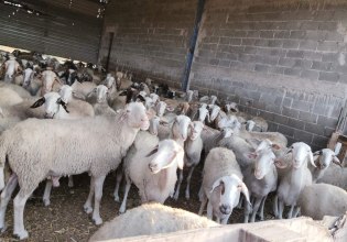 Ευλογιά προβάτων: Μία ανάσα πριν το lockdown – «Κανείς δεν ξέρει να μας πει πότε θα σταματήσει όλο αυτό και με ποιον τρόπο»