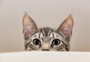 Η γάτα… γίνεται καπνός κάθε φορά που έρχονται επισκέπτες στο σπίτι – Γιατί το κάνει;