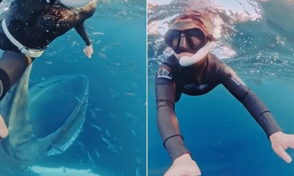 Νορβηγία: Θρίλερ σε παγωμένα νερά: Δύτρια γλιτώνει παρά τρίχα από επίθεση φάλαινας