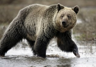 Καναδάς: Αρκούδα Γκρίζλι επιτέθηκε εναντίον μαθητών και δασκάλων – Δύο άτομα σε κρίσιμη κατάσταση