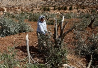 ΟΗΕ: Η ισραηλινή βία κατά των αγροτών στην συγκομιδή ελιάς στη Δυτική Όχθη «απειλεί τον παλαιστινιακό τρόπο ζωής»