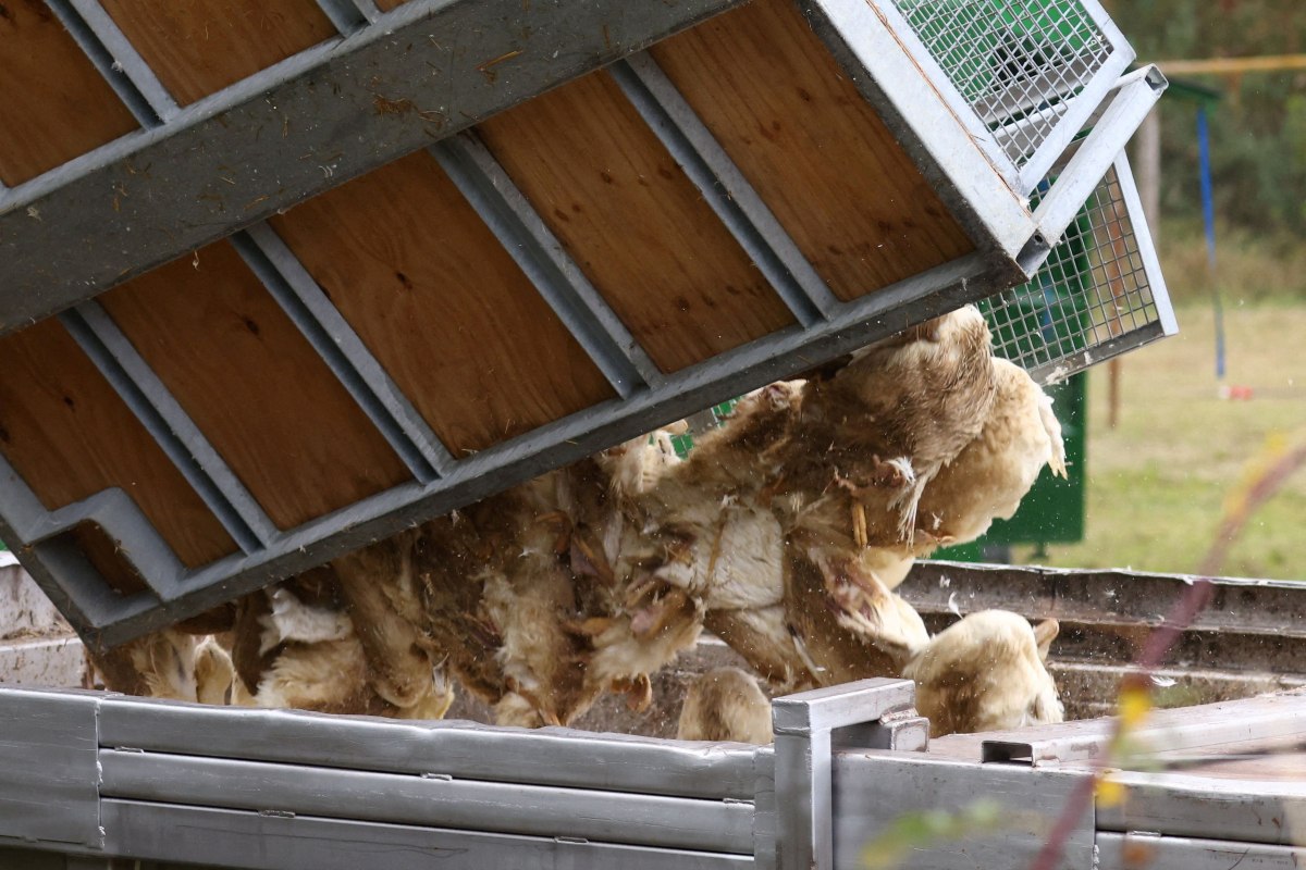 Νεκρές πάπιες απορρίπτονται σε πτηνοτροφείο του Νοϊχάρντενμπερργκ στη Γερμανία στις 26 Οκτωβρίου 2025 (Reuters)