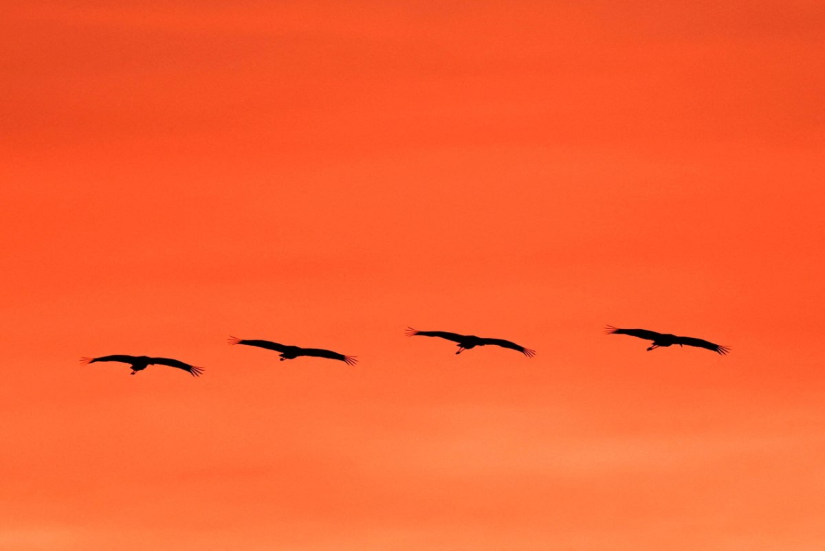Δεύτερος θάνατος στις ΗΠΑ από την γρίπη των πτηνών