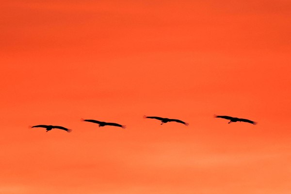 Δεύτερος θάνατος στις ΗΠΑ από την γρίπη των πτηνών