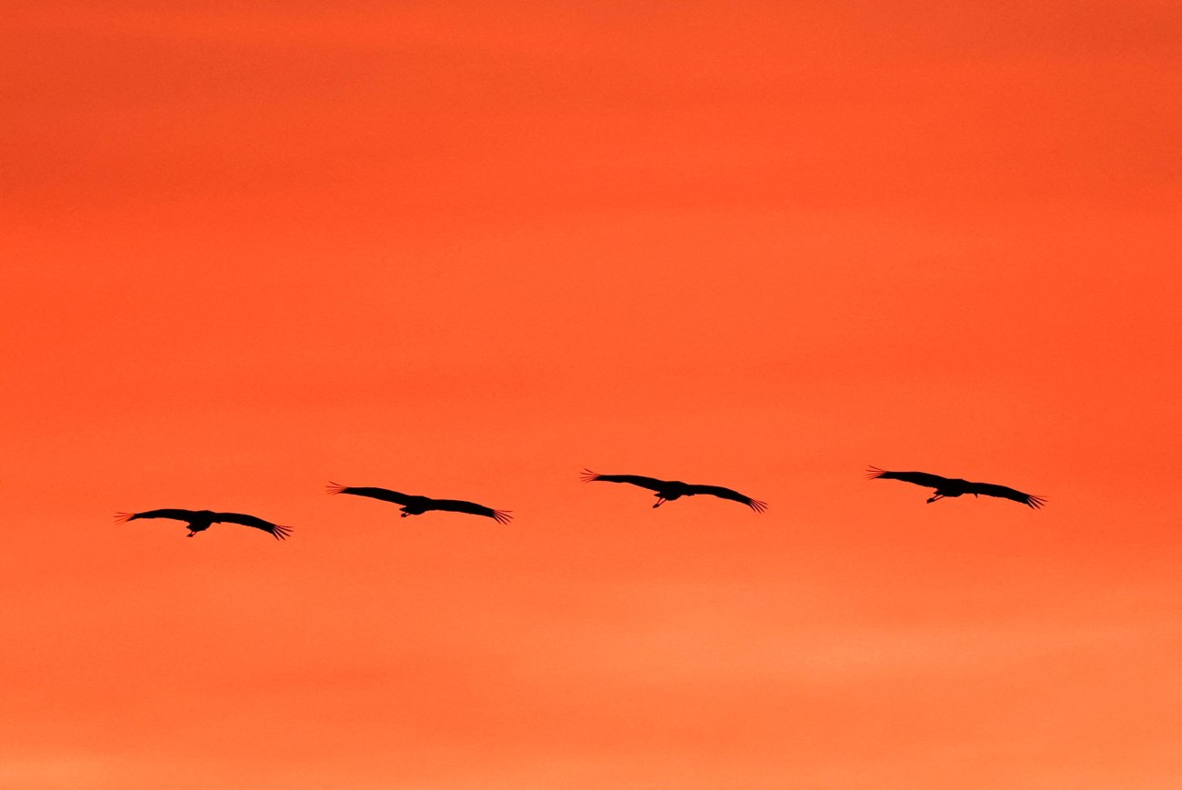 Δεύτερος θάνατος στις ΗΠΑ από την γρίπη των πτηνών