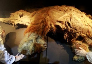 Το αρχαιότερο RNA του κόσμου αποκαλύπτει τις τελευταίες στιγμές ενός μαμούθ