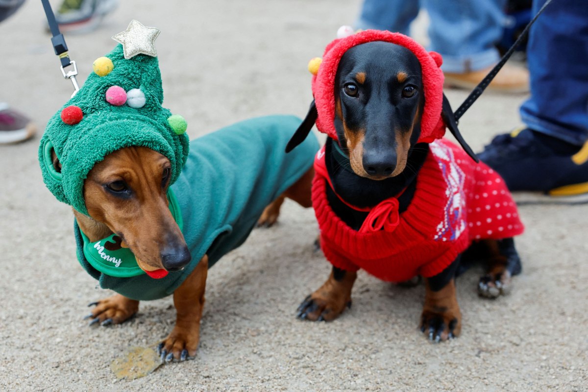 Παρίσι: Γιατί βγήκαν ομαδικά στους δρόμους τα τετράποδα…. λουκάνικα