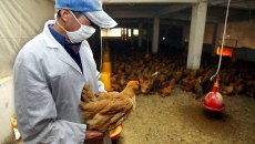 «Χειρότερη από την Covid» – Το Ινστιτούτο Παστέρ προειδοποιεί για κίνδυνο πανδημίας από γρίπη των πτηνών